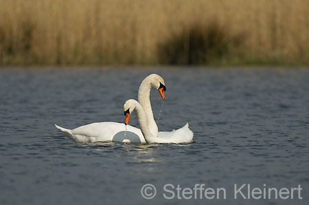 006 Höckerschwan - Paarung (Cygnus olor)